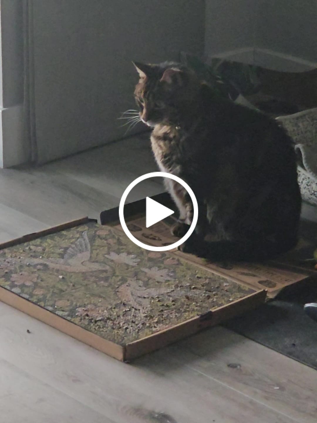Customer video review of Strawberry Vine - Luxury Cat Scratching Board