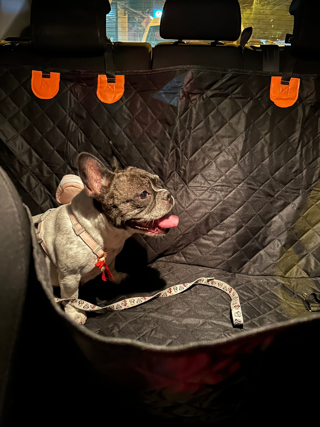 Customer photo review of Funda Impermeable THE DOGS — Auto limpio, perro seguro