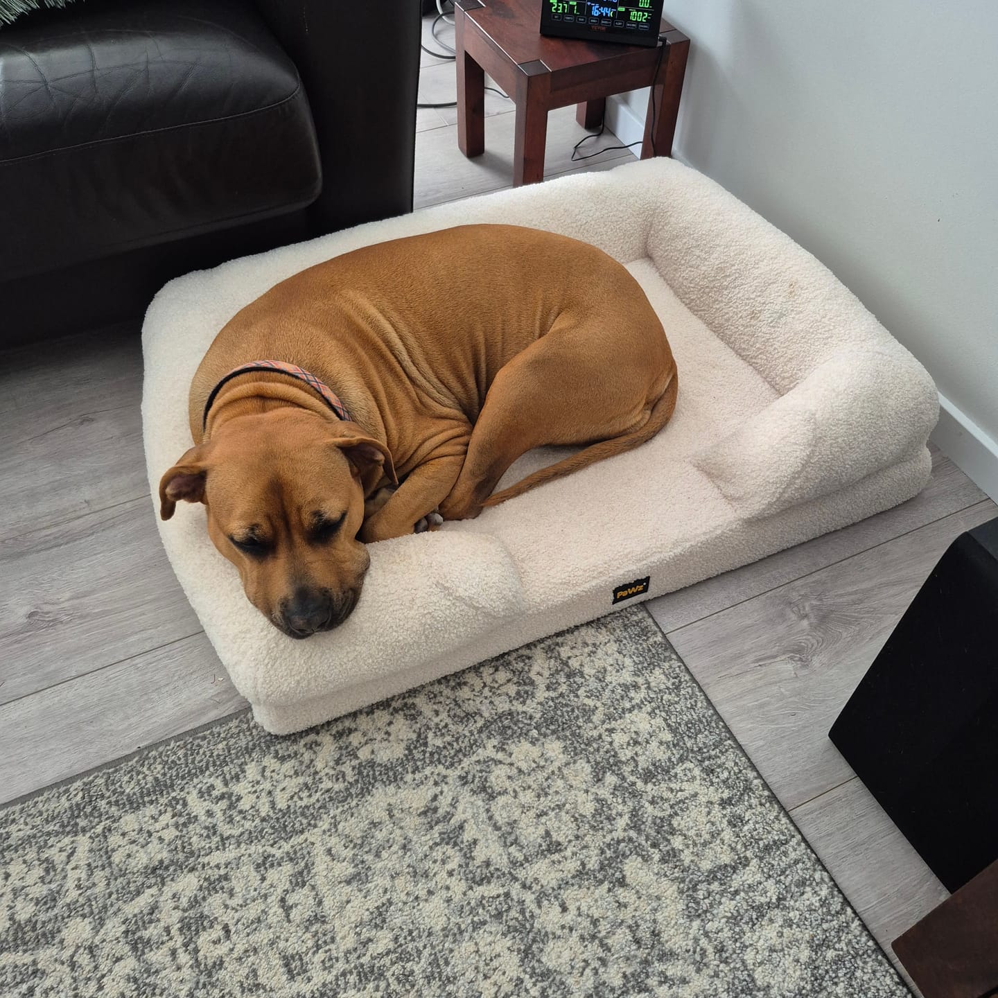 Customer photo review of Pet Boucle Bed for Dog & Cat