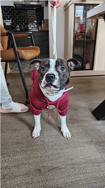 Customer photo review of Staffordshire Bull Terrier 1935® Hoodies - Burgundy