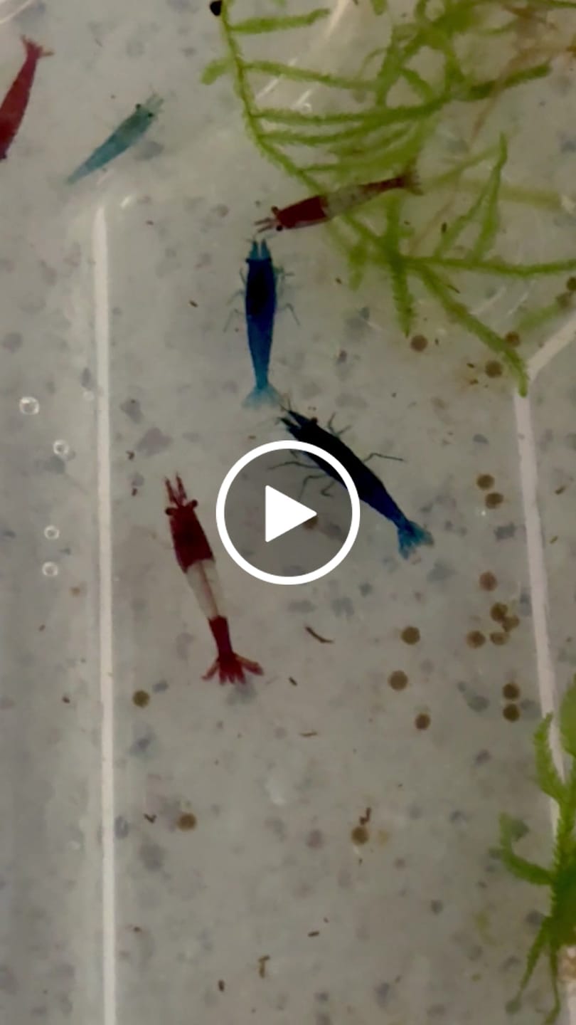 Customer video review of Blue Bolt Shrimp (Caridina cantonensis var. “Blue Bolt”), Tank-Bred