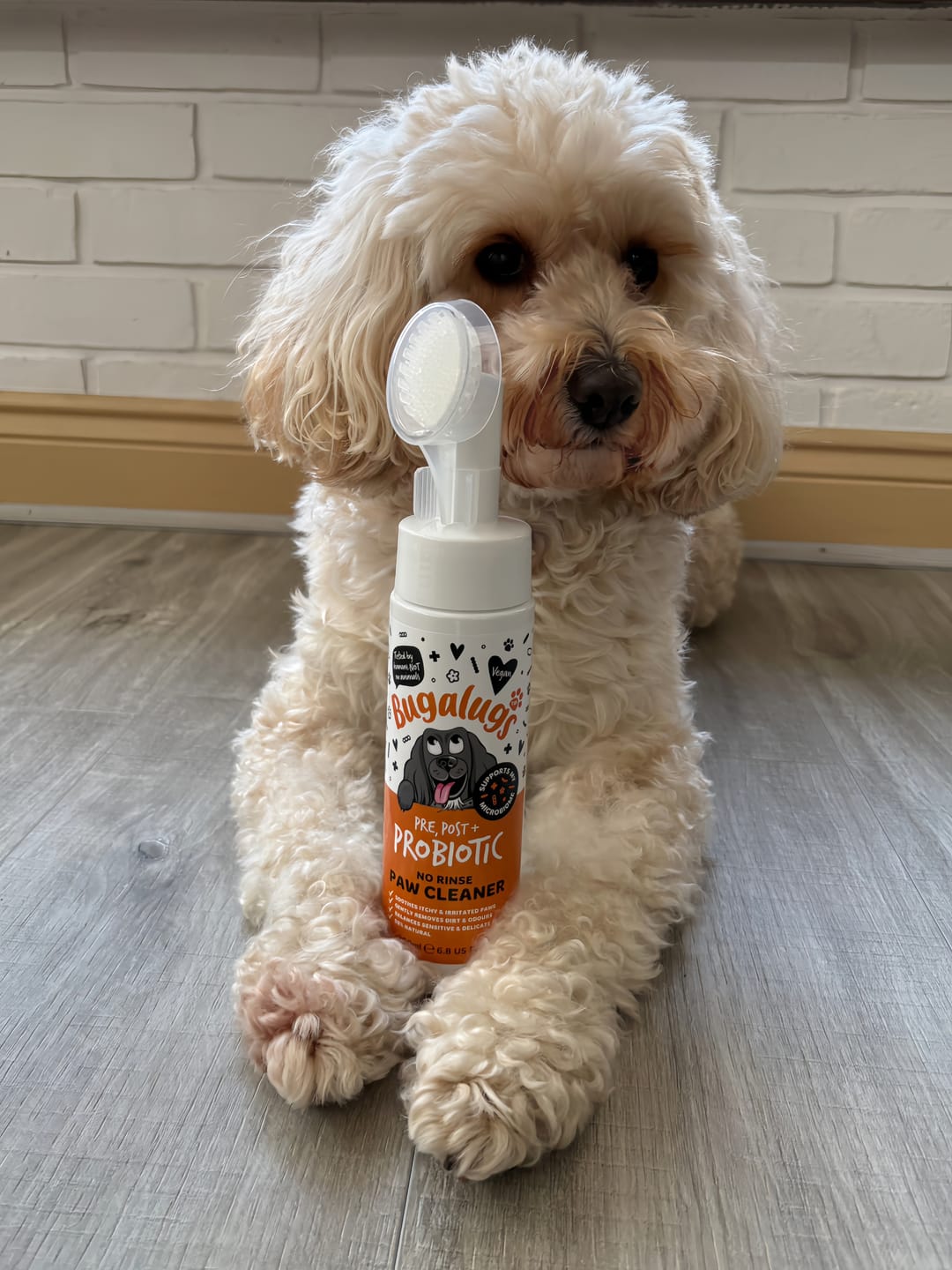 Customer photo review of Pre, Post + Probiotic No Rinse Paw Cleaner