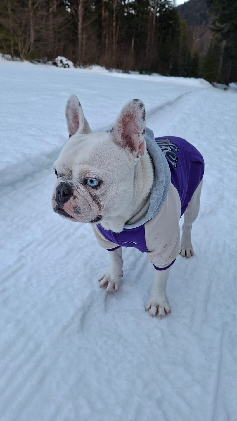 Customer photo review of Dog Varsity Jacket - Purple