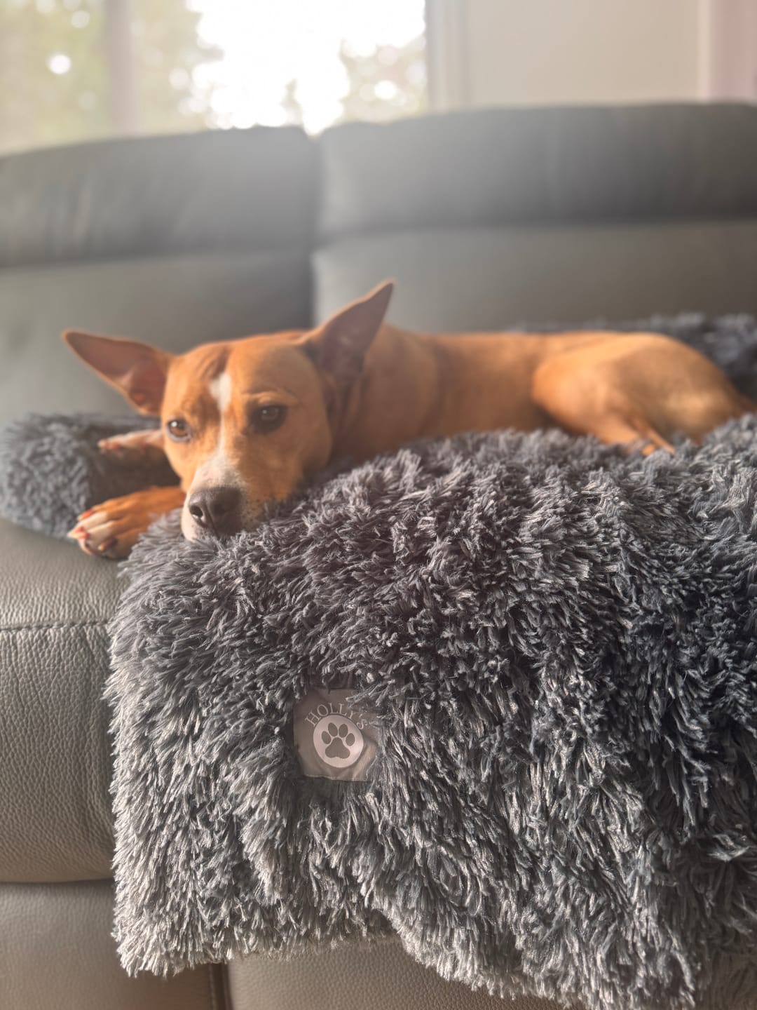 Customer photo review of Calming Couch Bed