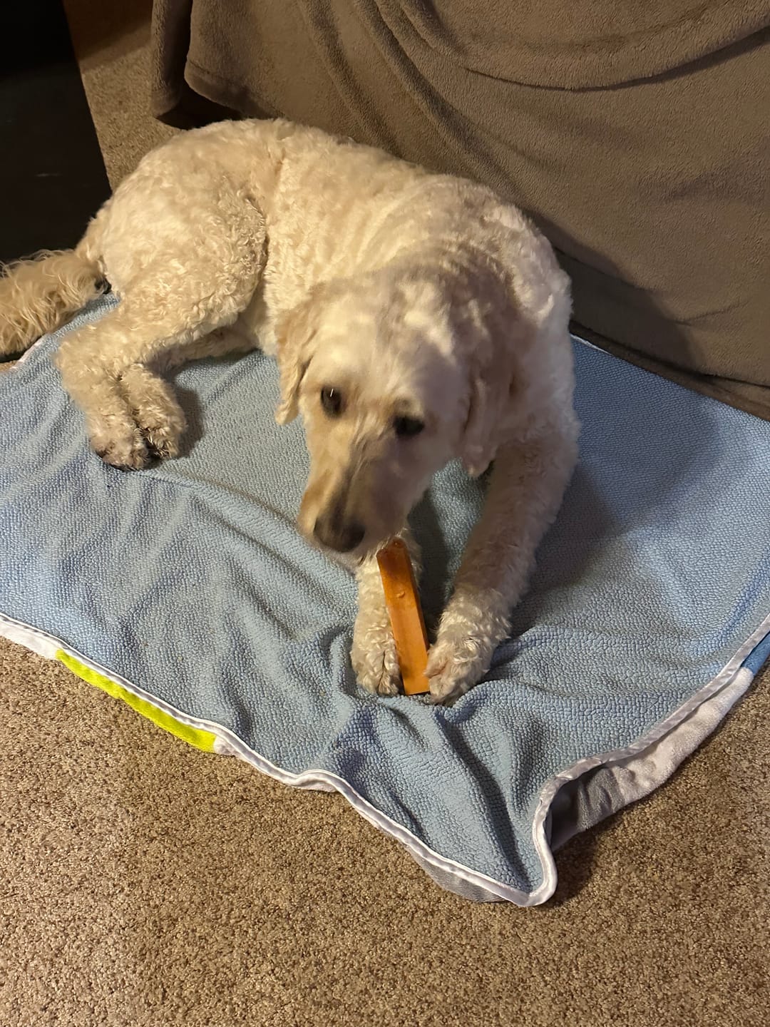 Customer photo review of Pumpkin Yak Chews