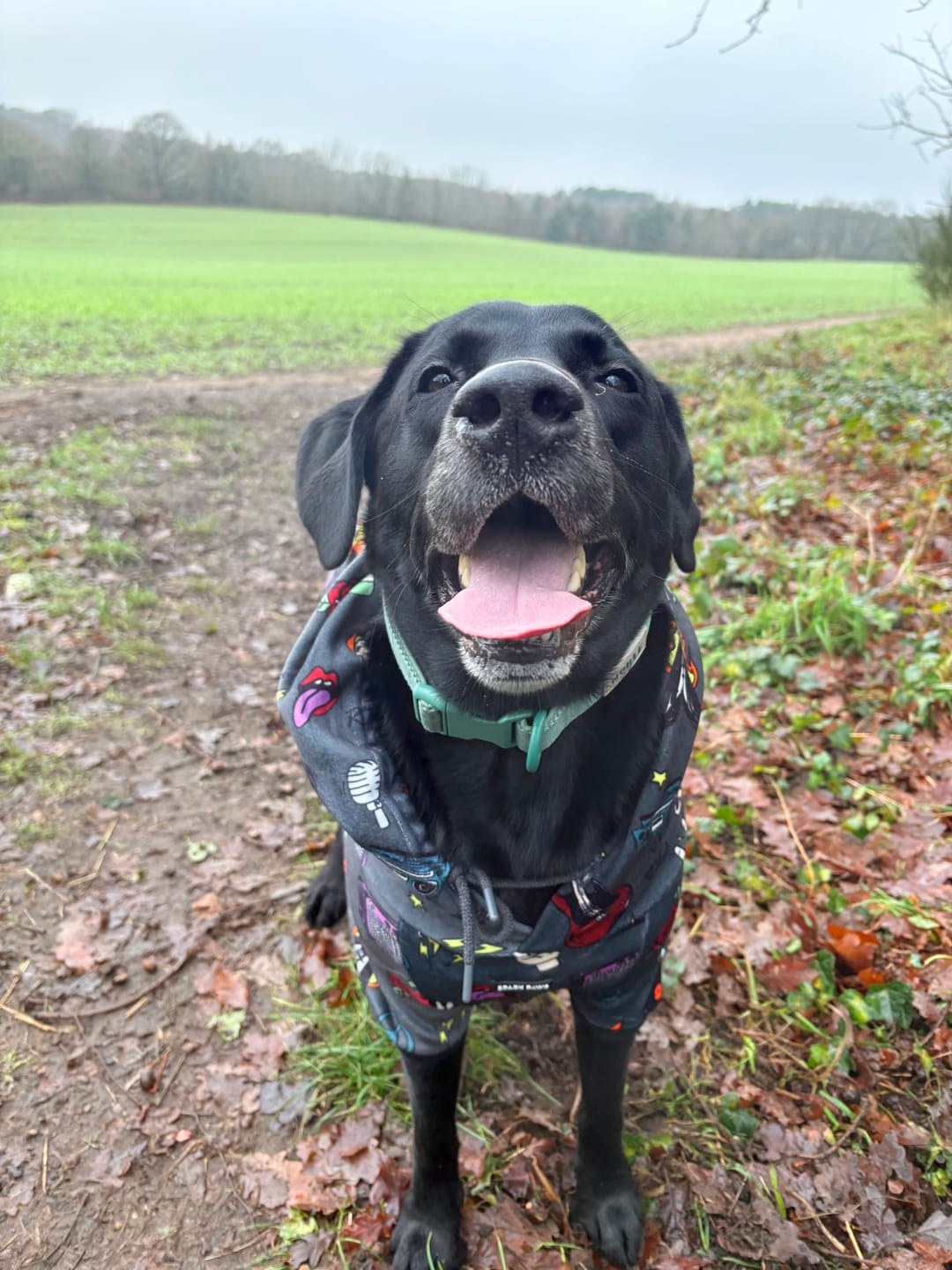 Customer photo review of Rock and Roll Dog Hoodie