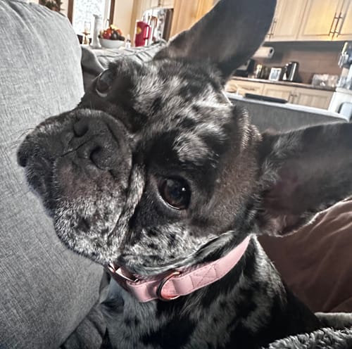 Customer photo review of Mystery Box - Dog