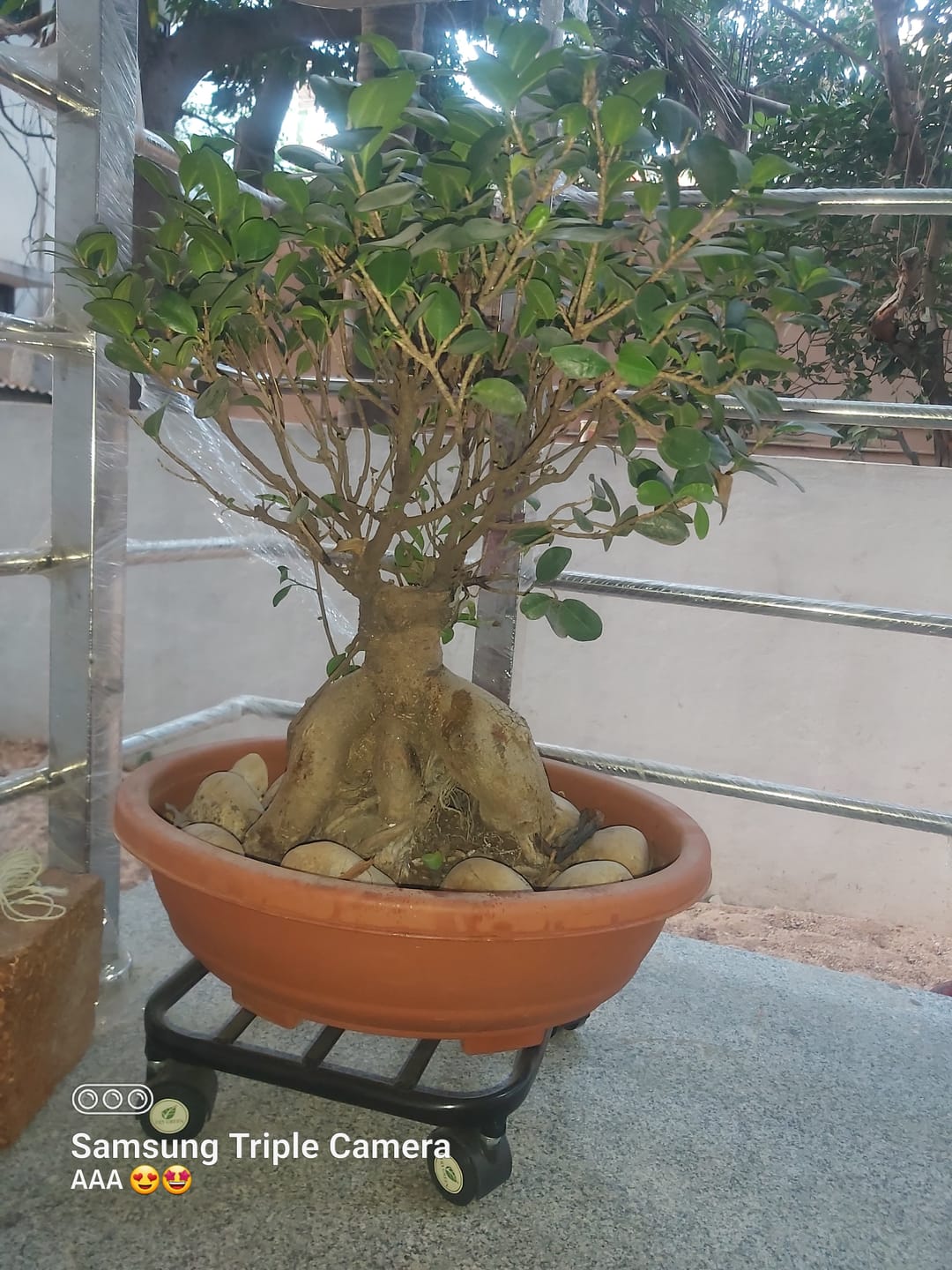 Customer photo review of TryGreen Daze Wheel Rolling Plant Stand for Planters