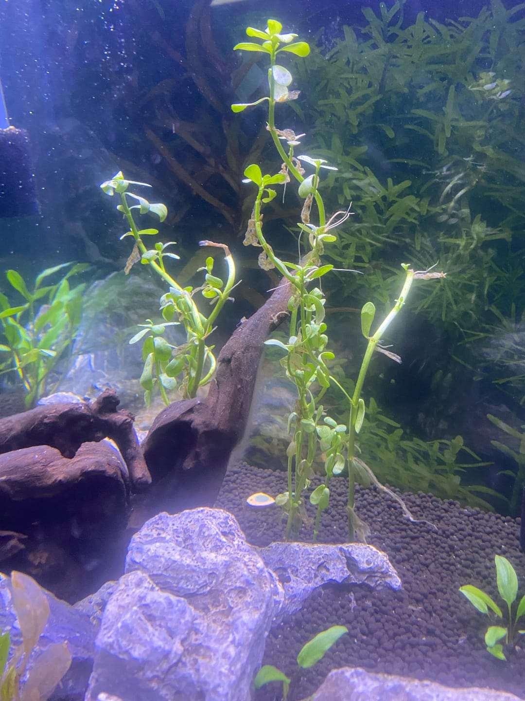 Customer photo review of Bacopa Monnieri 'Moneywort'