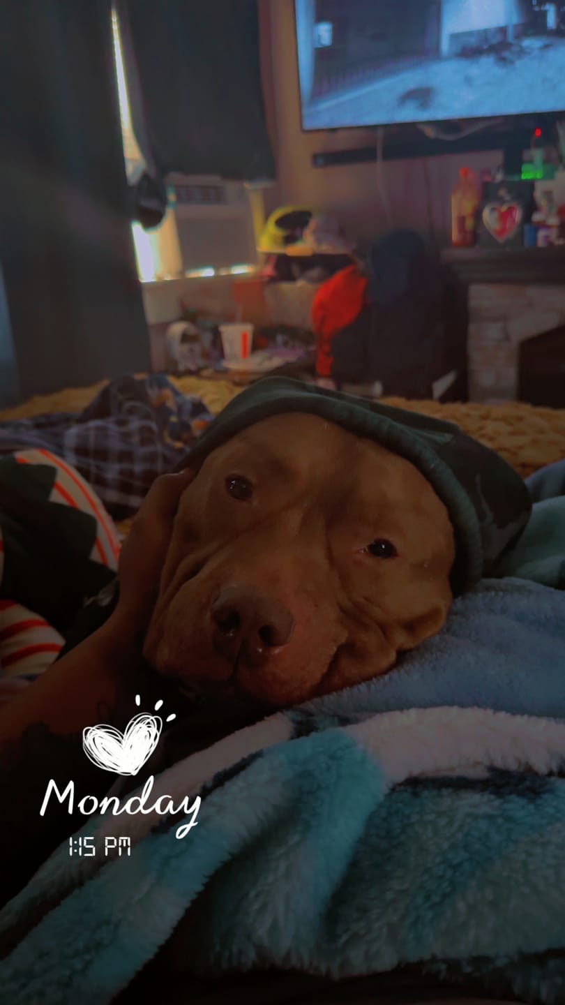 Customer photo review of Essential Dog Hoodie - Midnight Blue