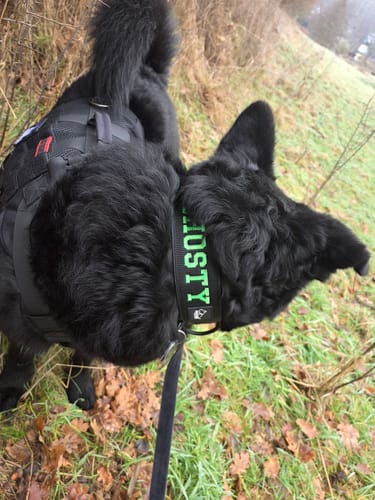 Customer photo review of Hundkoppel med namn