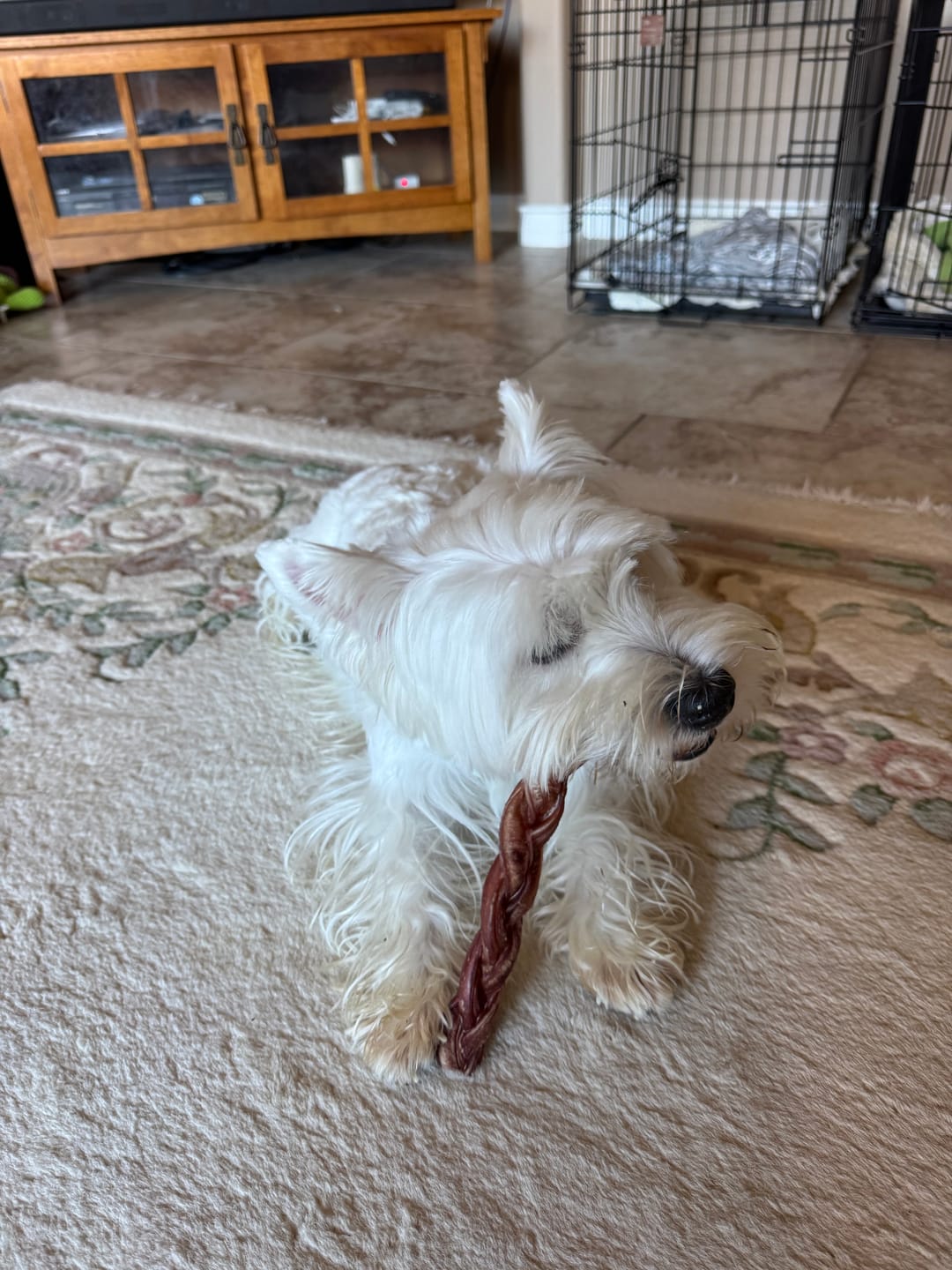 Customer photo review of 12 Inch Standard Braided Bully Stick