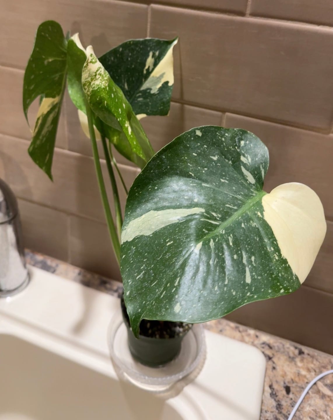 Customer photo review of Monstera deliciosa 'Thai Constellation'