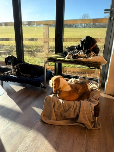 Customer photo review of HiK9 Bed with Grey Canvas Cover
