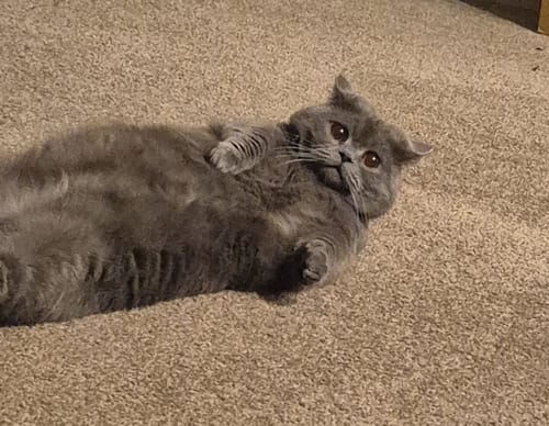 Customer photo review of Fit Litter