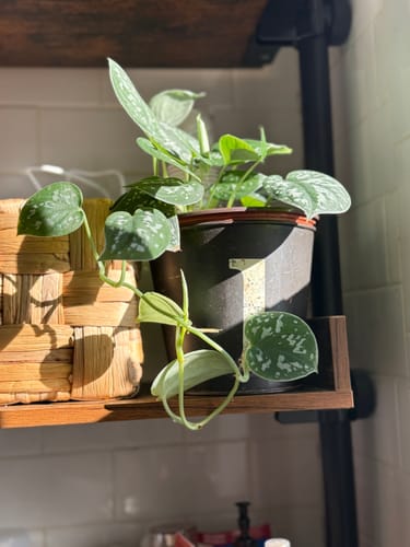 Customer's healthy pothos plant with silvery leaves on a shelf, showing the results of using Soil Refresh.