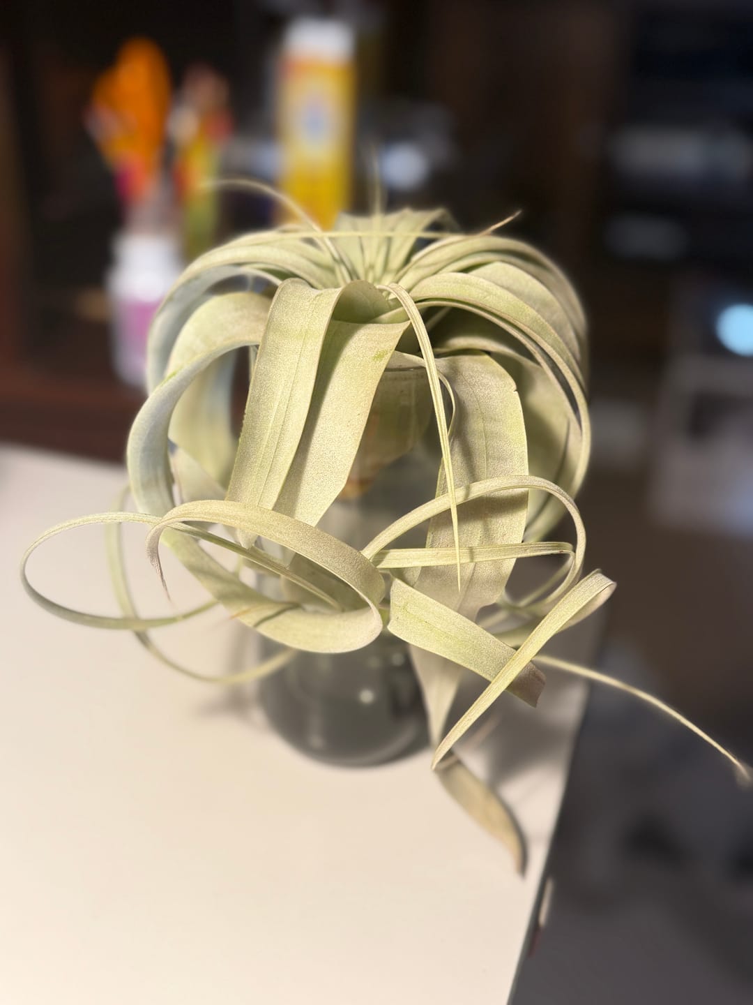 Customer photo review of Xerographica Thick Leaf Form  *Cannot Be Shipped Internationally*