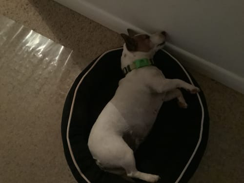 Customer photo review of FluffGuard - 12 Months Bug Free Collar