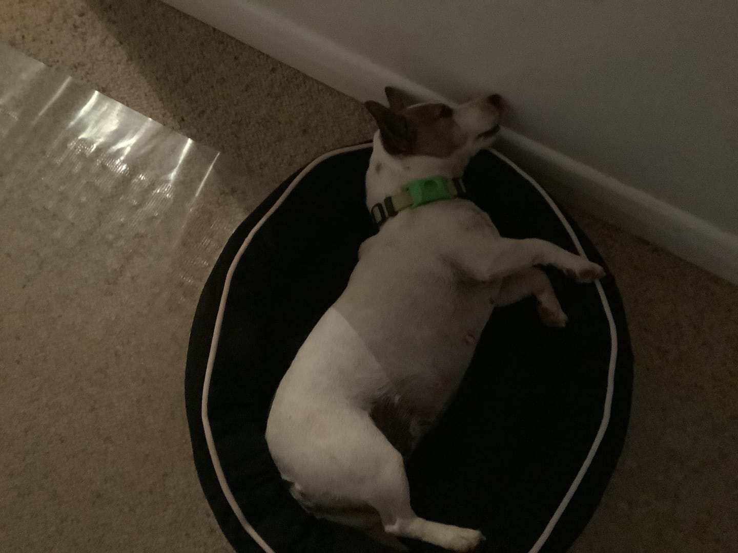 Customer photo review of FluffGuard - 12 Months Bug Free Collar