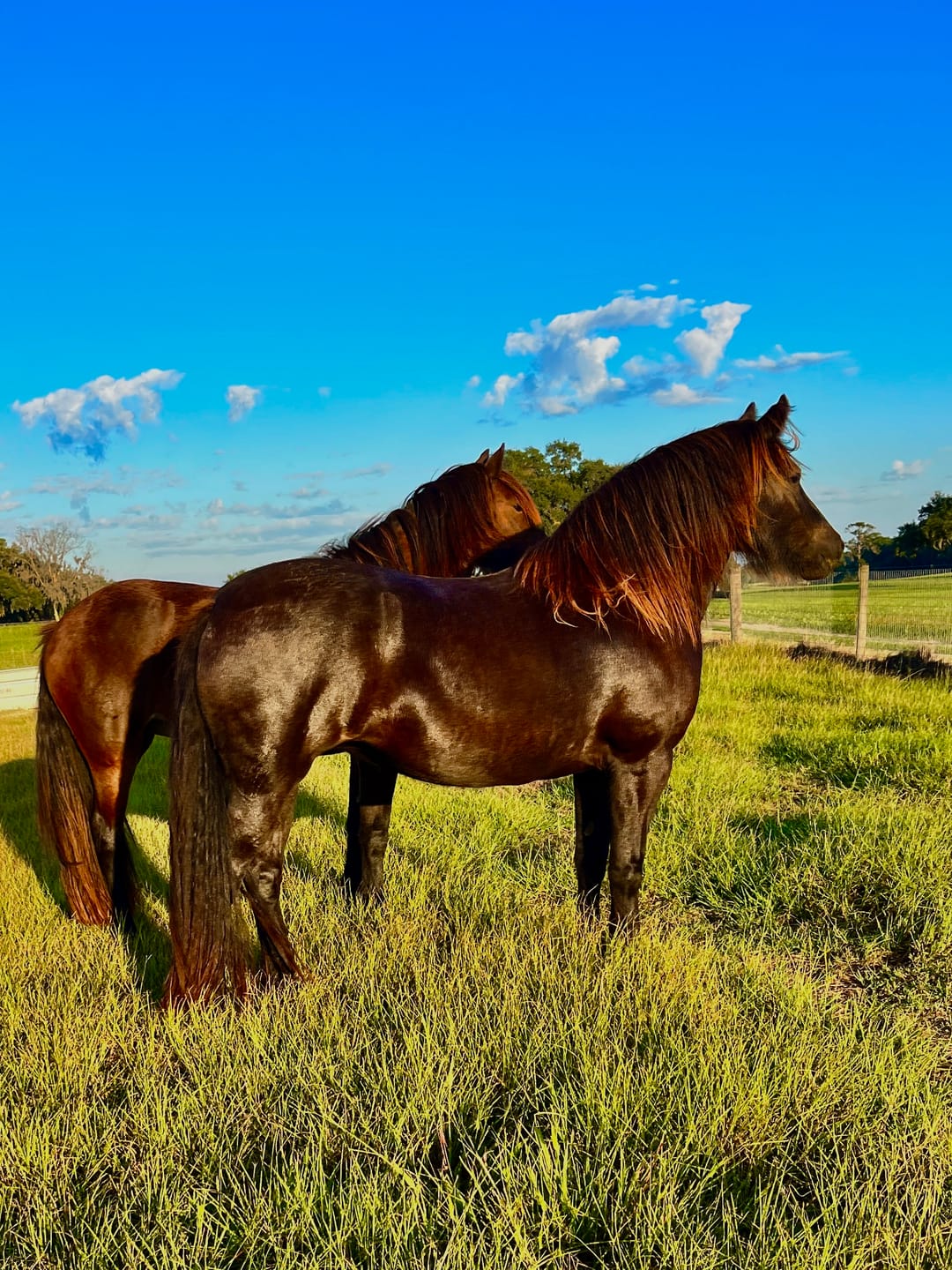Customer photo review of Pro Balance™