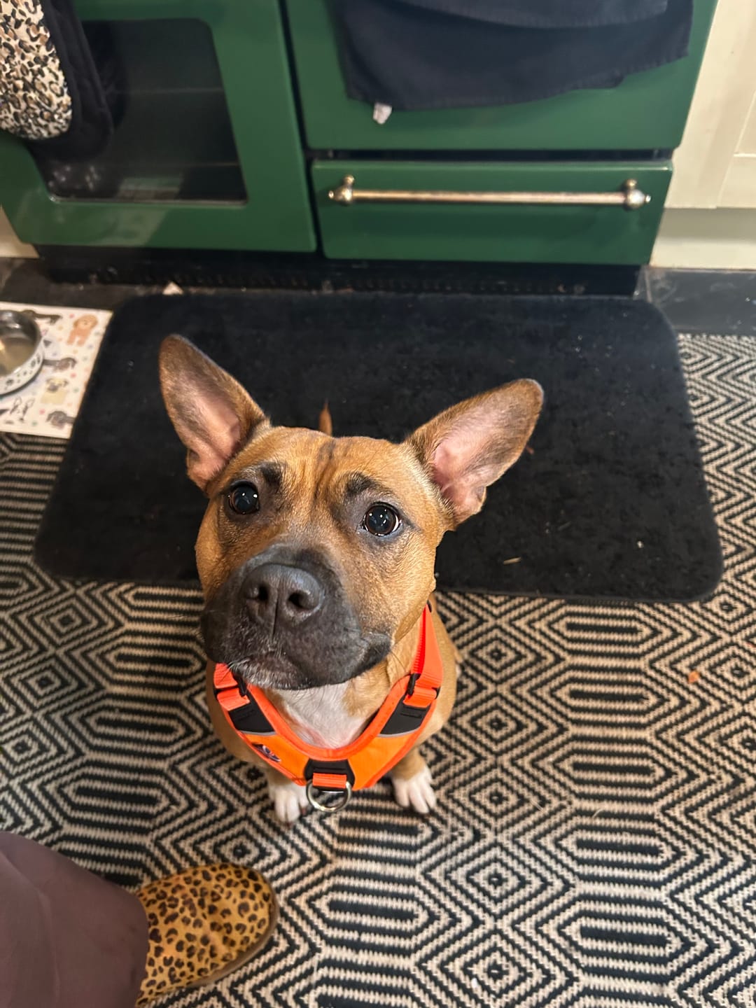 Customer photo review of Anti Pull Hurricane Harness Lighter | With Handle - Orange