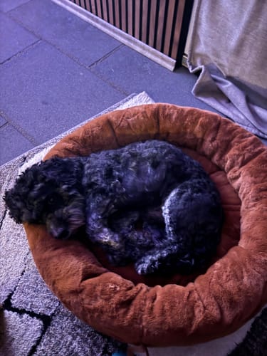 Ein Kunde zeigt seinen schwarzen Hund, der zusammengerollt im weichen, braunen Hundebett schläft.