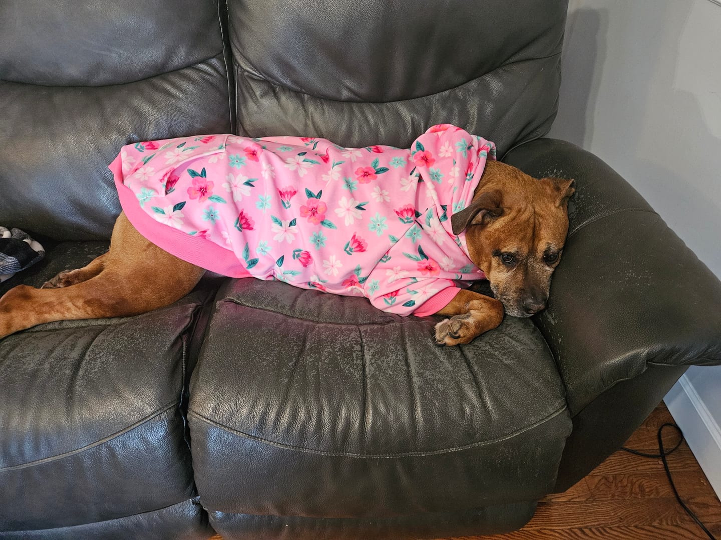 Customer photo review of Blossom Dog Hoodie - Pink