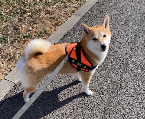 Customer photo review of FunFunPet 高機能ハーネス（お名前タグ作成サービス付き）