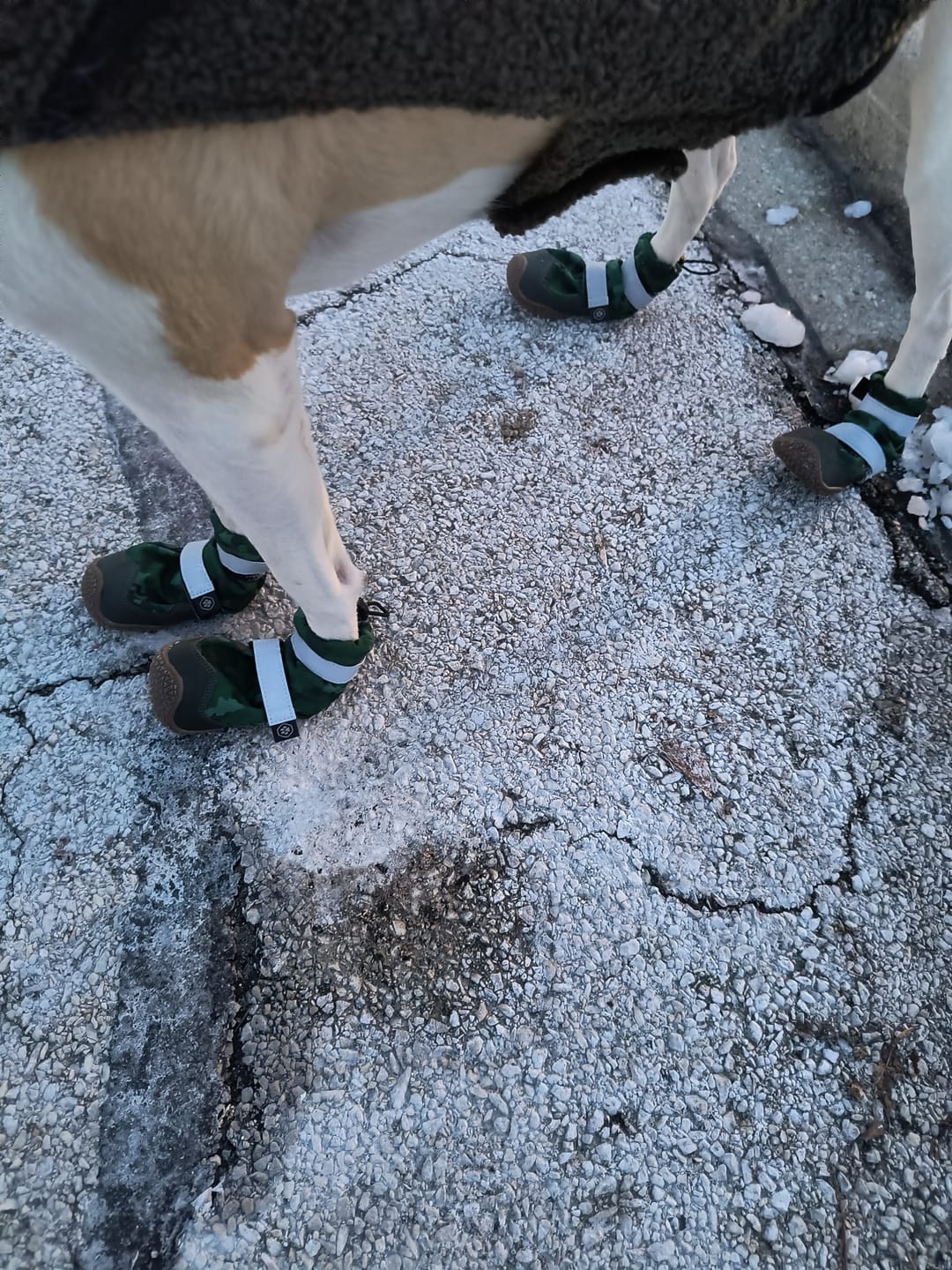 Customer photo review of Flex Shell Waterproof Dog Boots - Green Camo