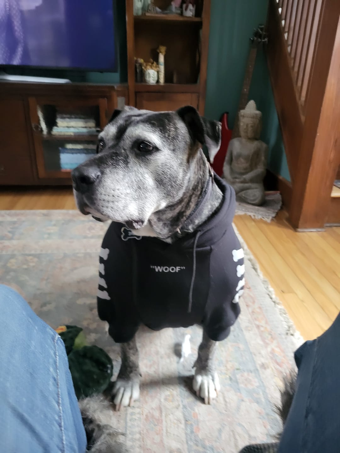 Customer photo review of "WOOF" Dog Hoodie - Black & Reflective