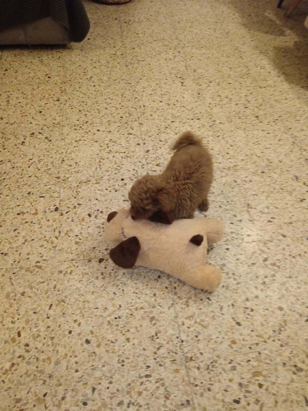 Customer photo review of Peluche Antiestrés para Mascotas