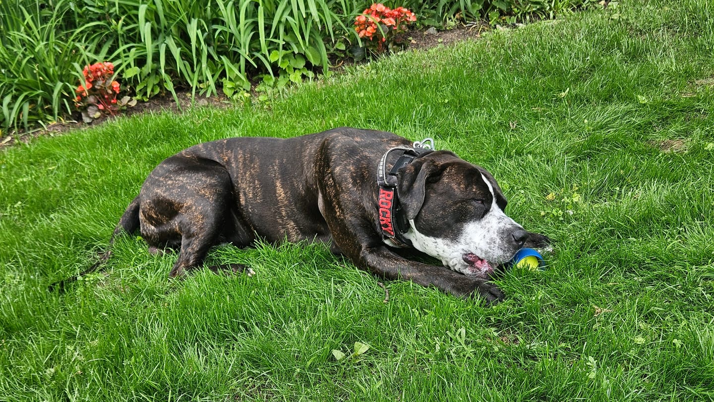 Customer photo review of 6 Inch Monster Bully Stick