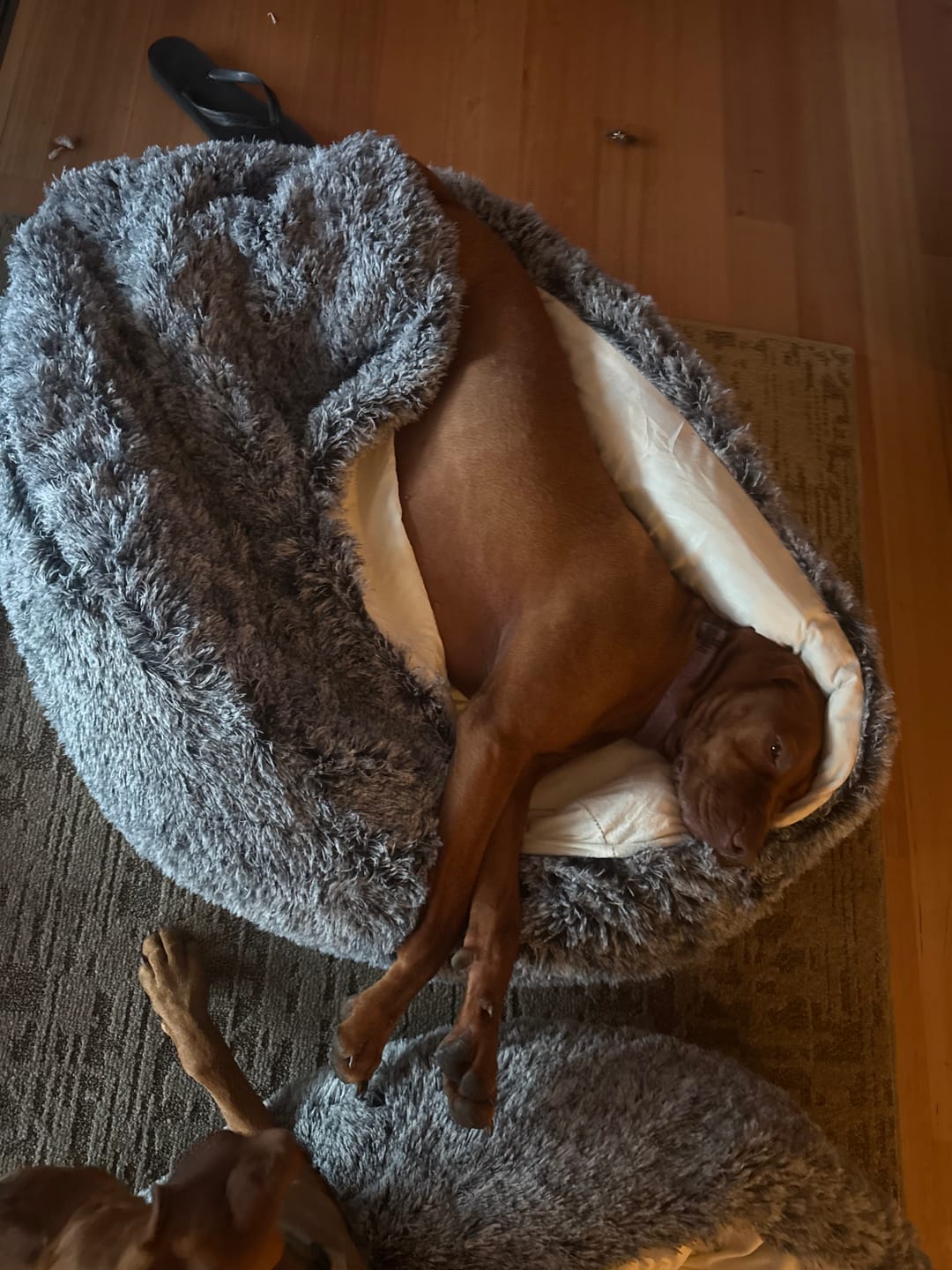Customer photo review of Pet Cave Dog Bed - Removable Cover