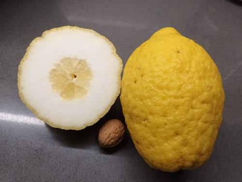 Ein Kunde zeigt eine ganze und eine aufgeschnittene Cedri Zitrone neben einer Walnuss, um die Größe zu vergleichen.