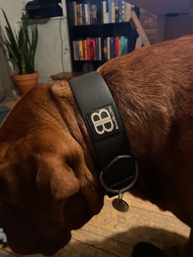 Close-up of a customer's silver Dog ID Tag on a wide, black dog collar.