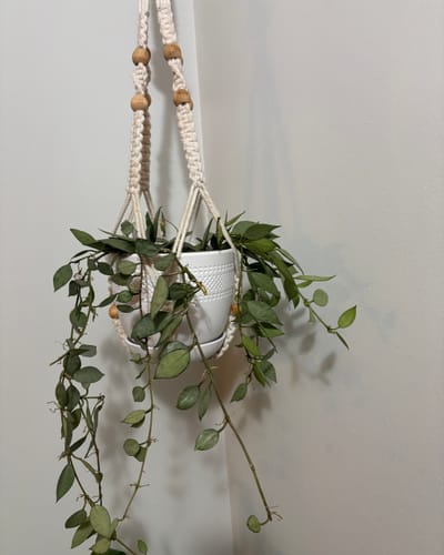 Customer's Hoya lacunosa 'Mint' with trailing vines in a white pot and a macrame hanger.