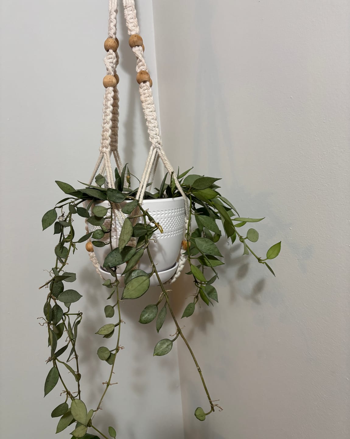Customer photo review of Hoya lacunosa 'Mint'