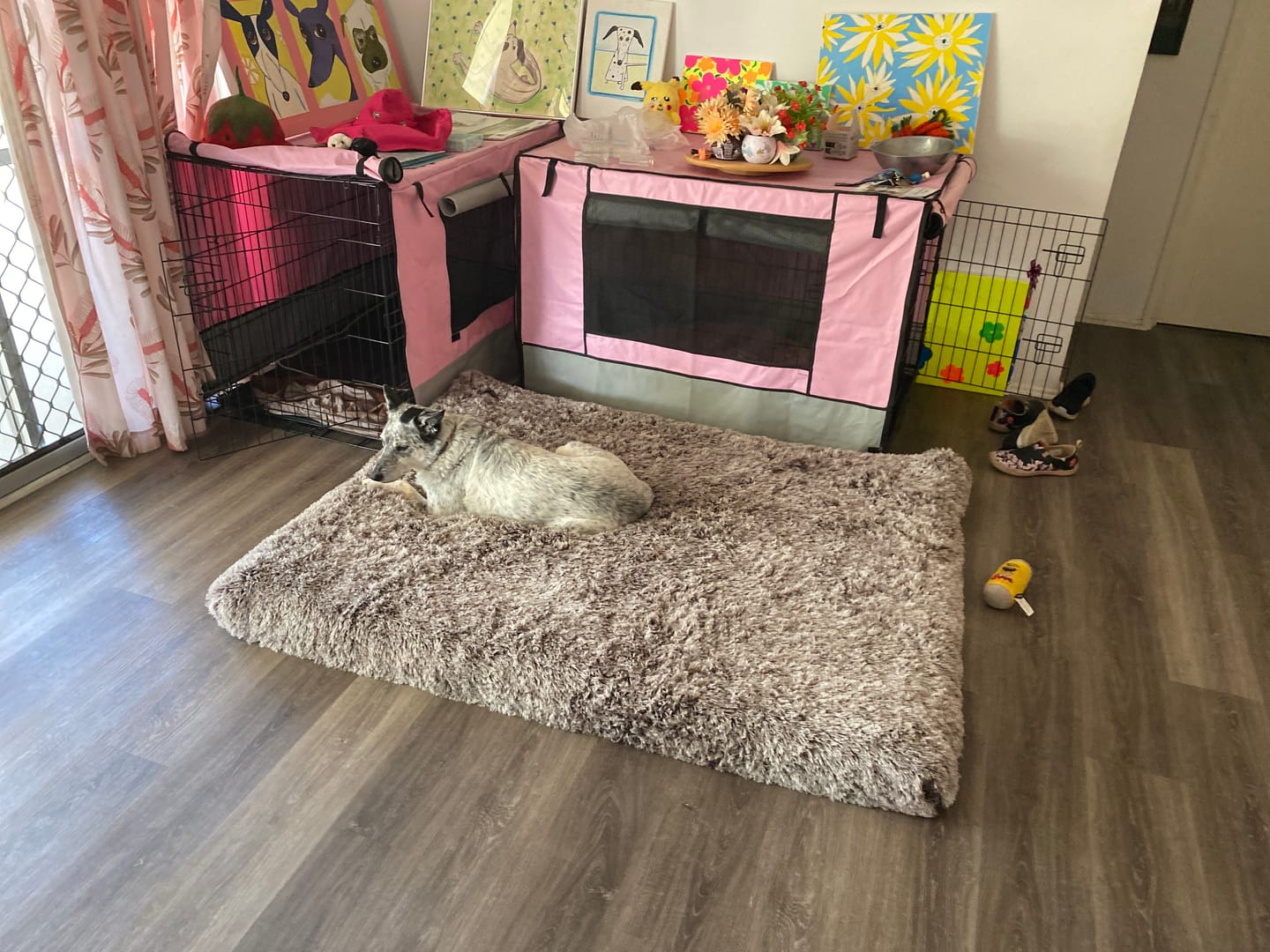 Customer photo review of Premium SuperMat Calming Bed