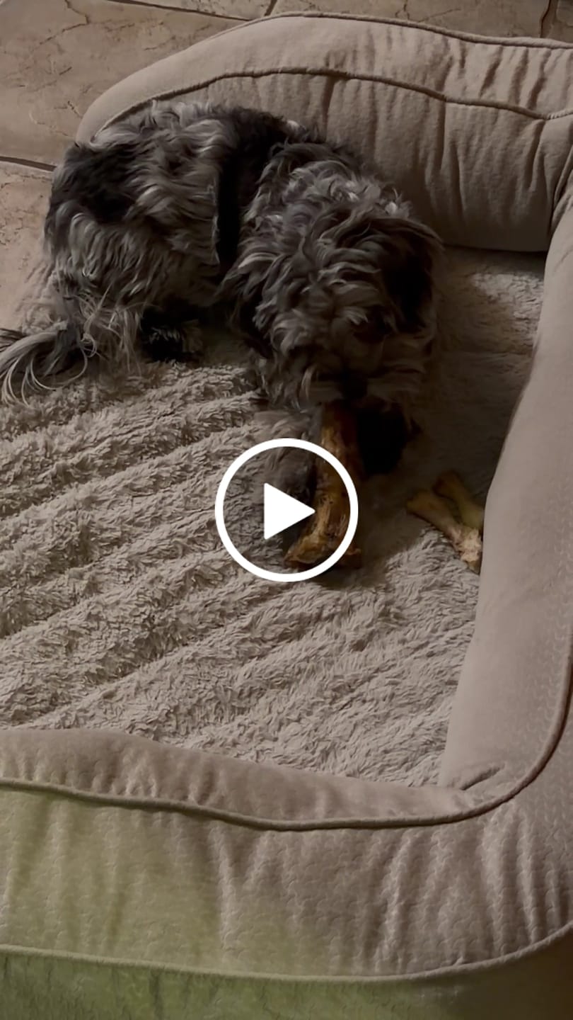 Customer video review of Ostrich Runner (5" x 1.5"): The Flavorful & Long-Lasting Chew for Small to Medium Dogs - 3 Pieces