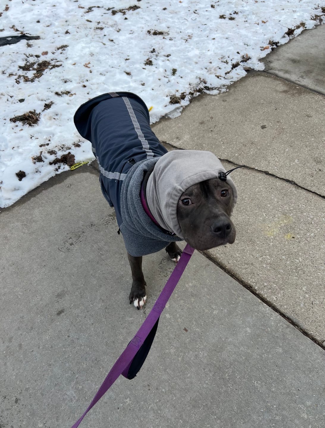 Customer photo review of Anxiety Calming Dog Earmuff Protector - Grey
