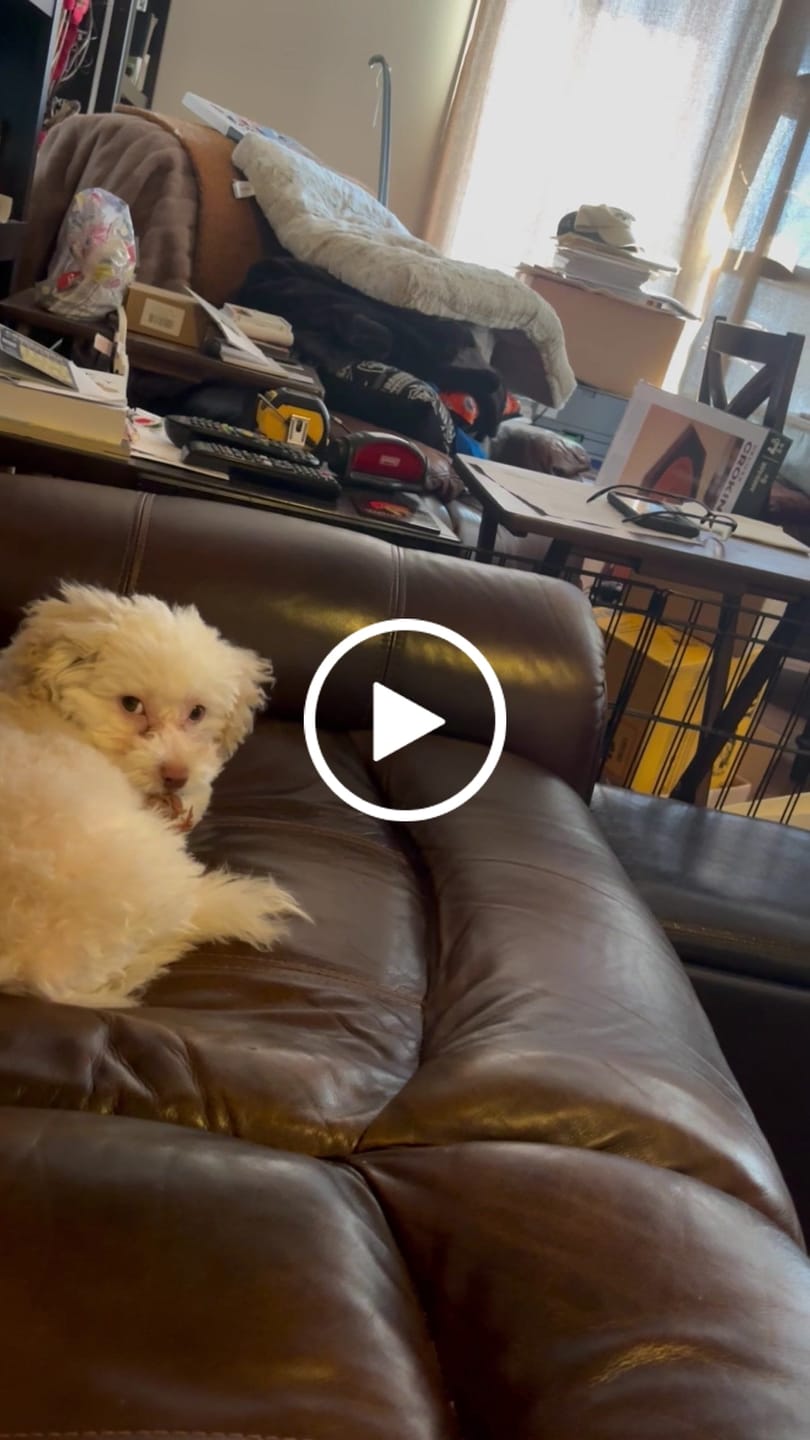 Customer video review of 6 Inch Beef Jerky Strip