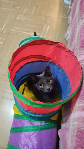 Customer photo review of CT7292 1 Pieza De Tunel En Forma De T Para Mascota