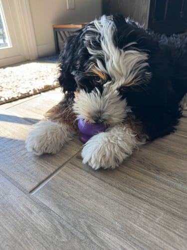 Customer photo review of Freezball - Durable Fillable Dog Chew Bone
