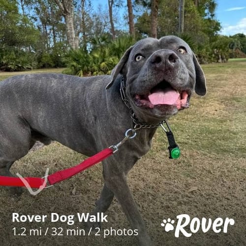 Customer photo review of WUNDERleash by WACKYwalk’r – The Original No-Pull Dog Leash