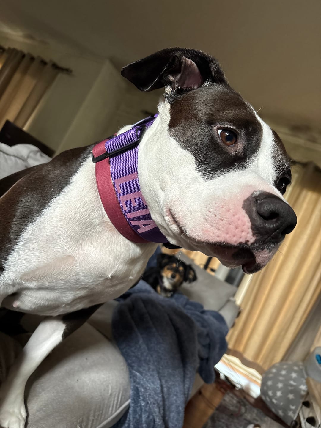 Customer photo review of Purple Bully Proof Collar