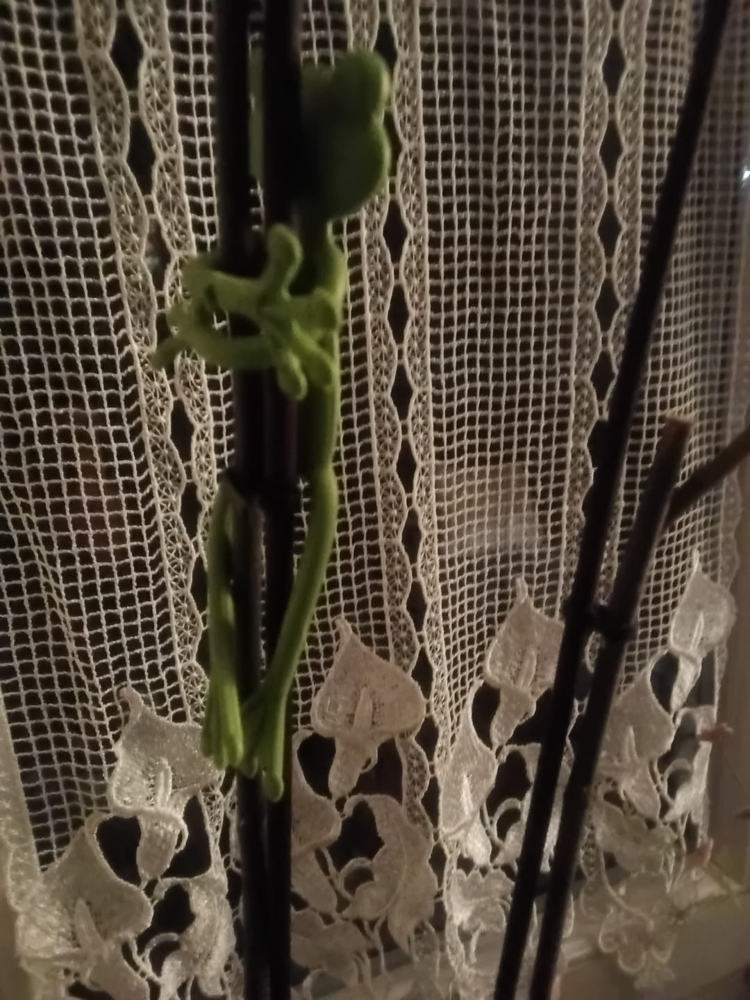 Customer photo review of Mamie-Frog® - Le Tuteur qui sourit à vos plantes