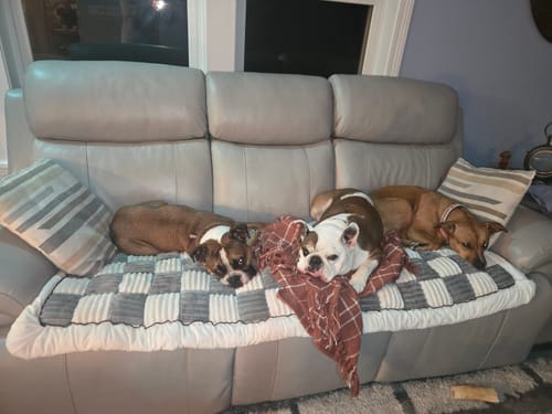 Customer's three dogs resting on the grey and white checkered Furniture Protector & Dog Bed on a couch.