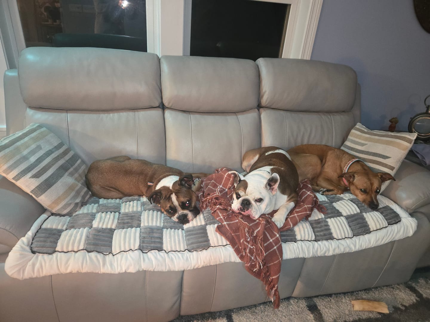 Customer photo review of NEW 2-in-1 Furniture Protector & Dog Bed Couch Cover with Thick Orthopedic Padding, Non-Slip Grip, Scratch-Resistant Surface & Machine-Washable Fabric