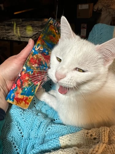 Customer holding their colorful watercolor pill case next to a white cat.