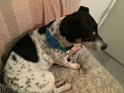 Customer photo review of FluffGuard - 12 Months Bug Free Collar